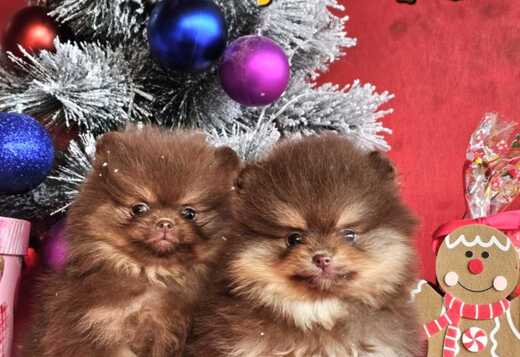 Pomeranian Boo Puppies