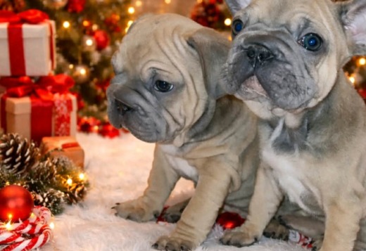 French Bulldog puppies for sale