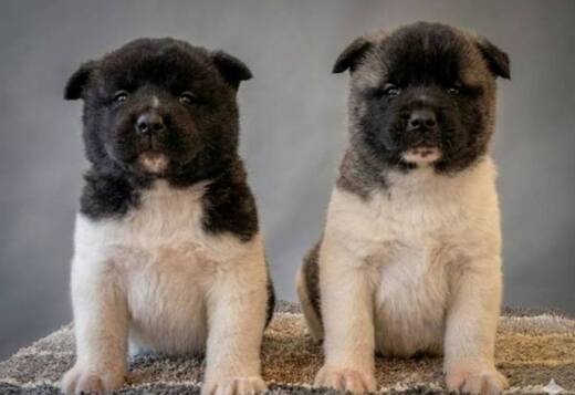American Akita puppies
