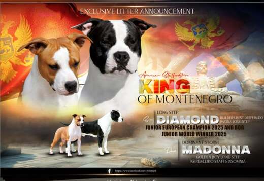 American Staffordshire Terrier – Beautiful Puppies