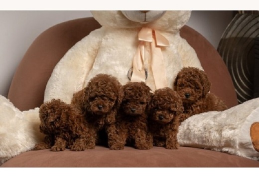 Red dwarf and toy poodles