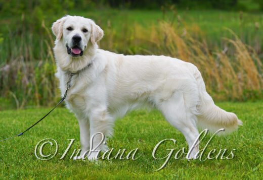 English Golden Retriever Indiana : Your New Bestfriend Available Now