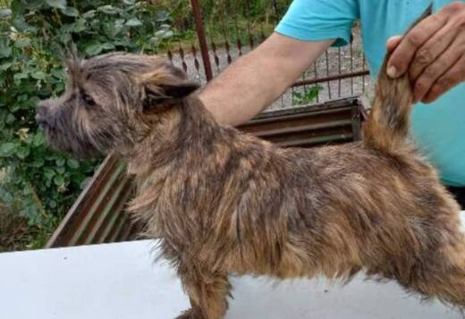 Cairn terrier puppies