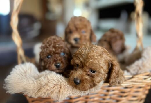 Toy Poodle Puppies for Sale