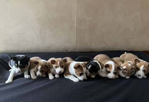 Basenji red-white and tricolor puppies