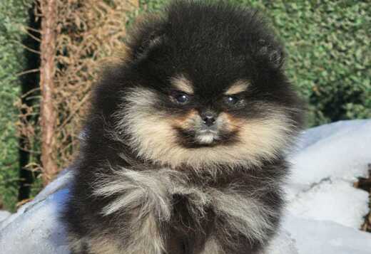 Pomeranian Spitz puppies