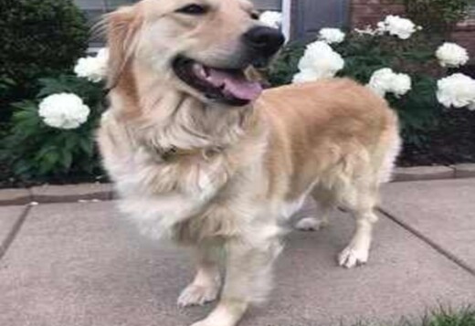 Golden Retriever Puppies for Sale in TN :Playful and Family raised Pup