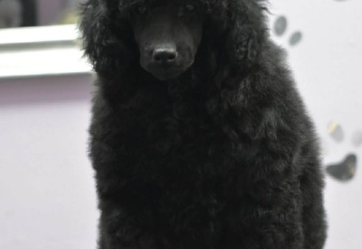 Male Toy Poodle Puppy