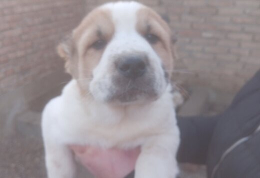 Central Asian Shepherd puppies