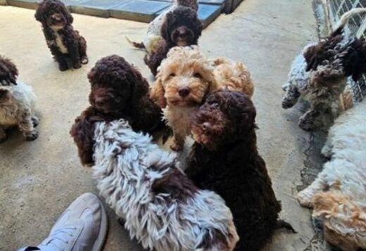 Lagotto Romagnolo, puppies available