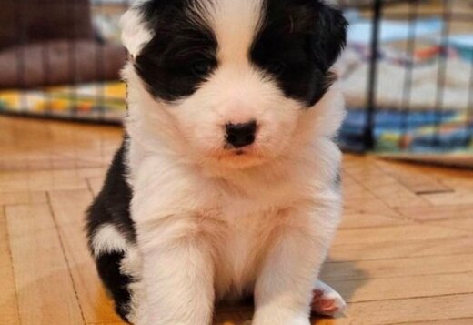 Border Collie puppies