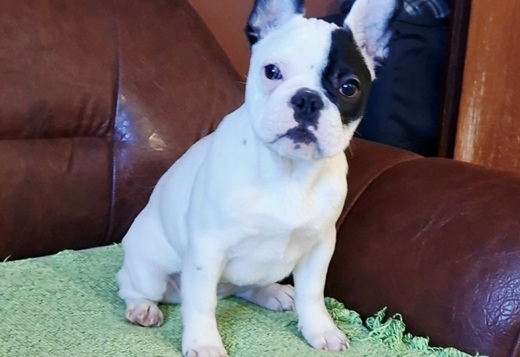 French Bulldog – Beautiful Female Puppy