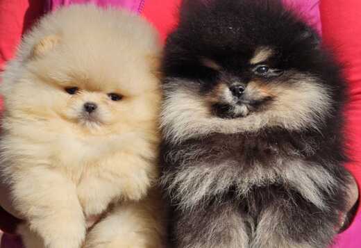 Pomeranian BOO “Teddy Bears”
