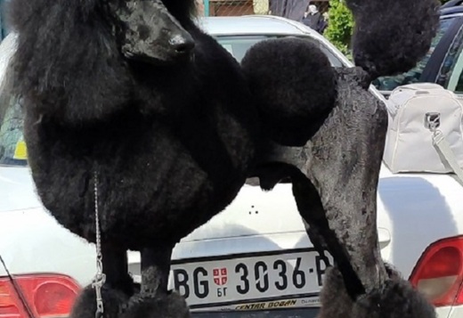 Top litter of LARGE POODLES