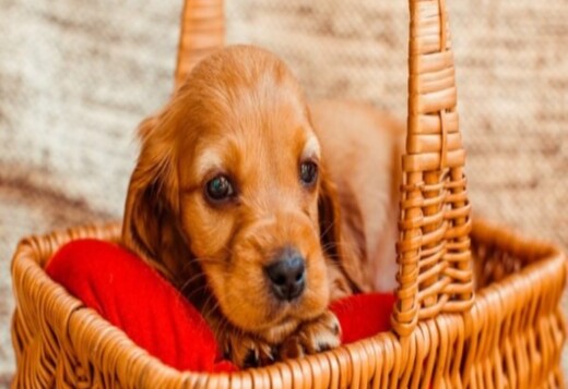 English cream golden retriever puppies for sale : The Perfect Puppy