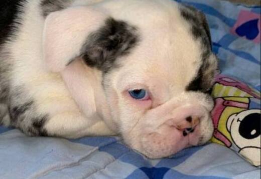 English Bulldog, beautiful puppies