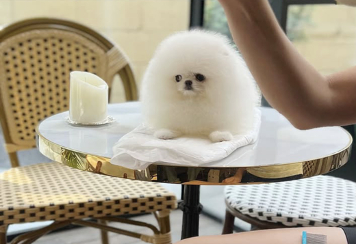 White gray white male and female puppy available