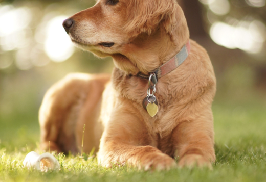 English golden retriever puppies : Perfect Companion for Any Lifestyle