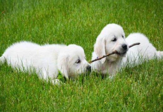 Golden Retriever Indiana :  Where Family Meets Quality