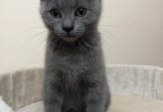 CHARTREUX BREEDER