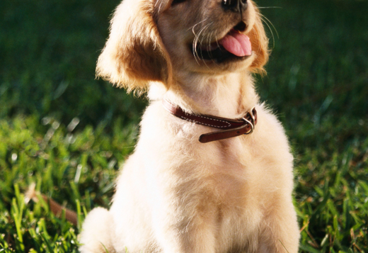 English Cream Golden Retrievers Indiana : A Loyal Companion