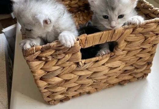 Beautiful Maine Coon Kittens