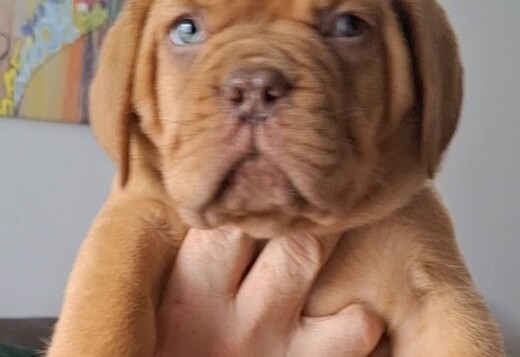 Dogue de Bordeaux Puppies