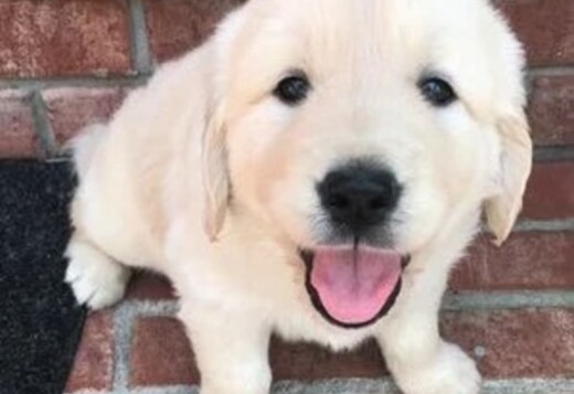 White golden retriever puppies Indiana : Puppies Available Now