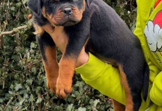 Rottweiler puppies