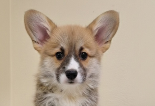Welsh Corgi Pembroke – Beautiful Puppies