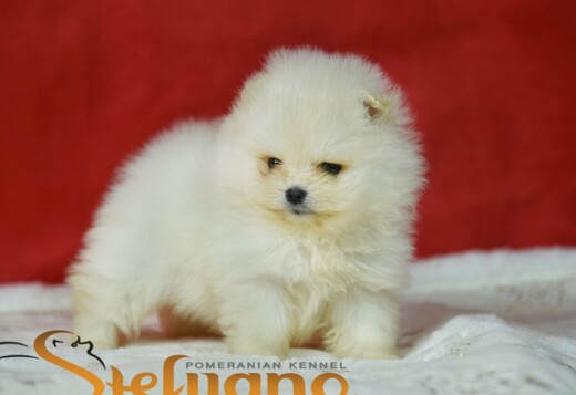 Pomeranian BOO – Beautiful Puppies