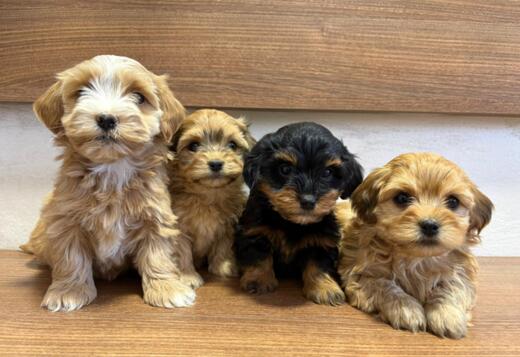 Havanese Bichon puppies