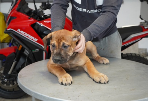 South African Mastiff – Boerboel Puppies