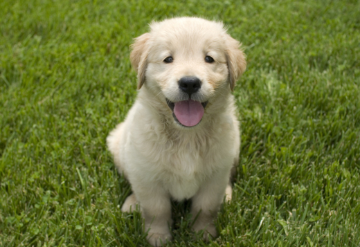 Golden Retriever Breeders Indiana: Raising Puppies for Loving Homes