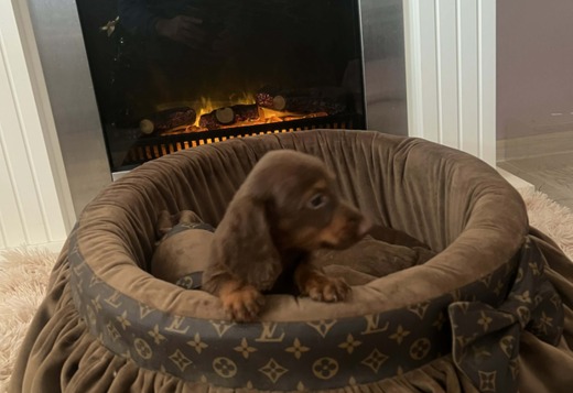 Long-haired dwarf dachshunds