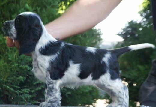 English Cocker Spaniel – Beautiful Puppies