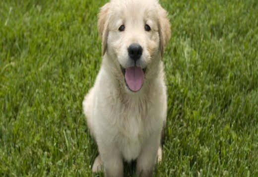 English Golden Retriever Indiana: Beauty, Gentle Nature and Quality
