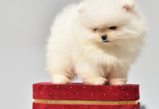 Pomeranian Boo Puppies