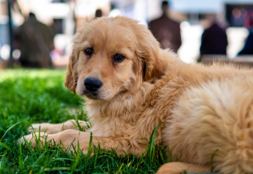 Golden Retriever Puppies for Sale: Healthy, Loving Companions from Tr