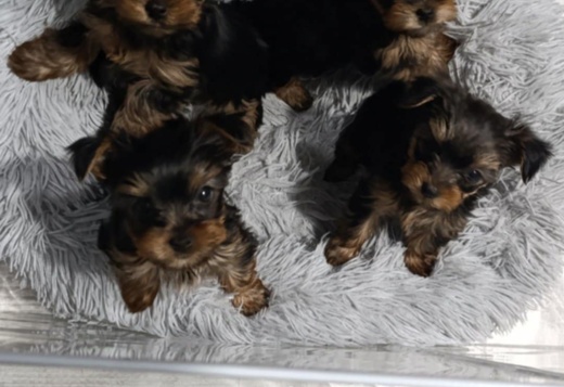 Yorkshire Terrier – Beautiful Puppies
