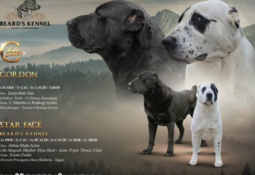 Central Asian Shepherd – Puppies