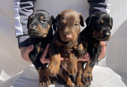 Doberman puppies