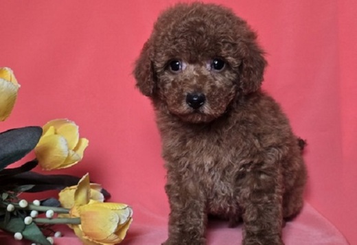 Red toy/mini poodle