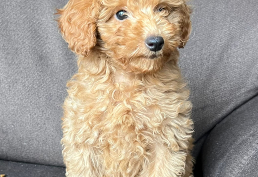 Toy Poodle Puppy for Sale