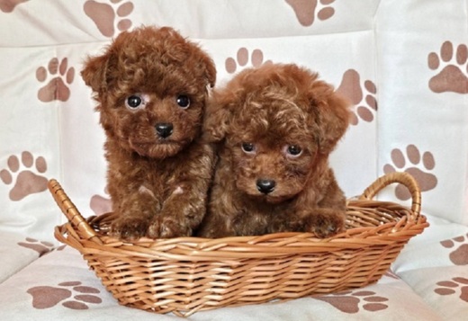 Red teacup poodle