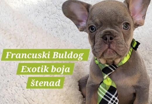 French Bulldog puppies exotic color