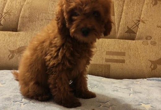 Red toy poodle