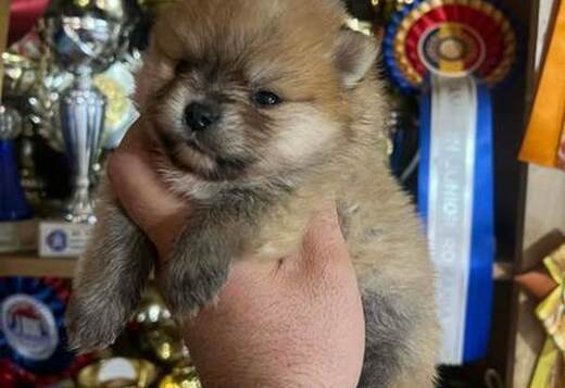Pomeranian, top quality puppies