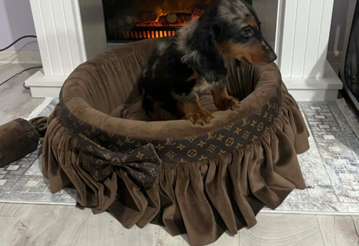 Dwarf Longhaired Dachshund, Merle Female