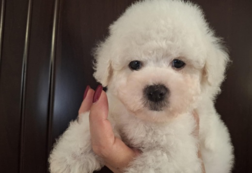 Bichon Frise puppies